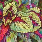 Coleus Joanne Porter