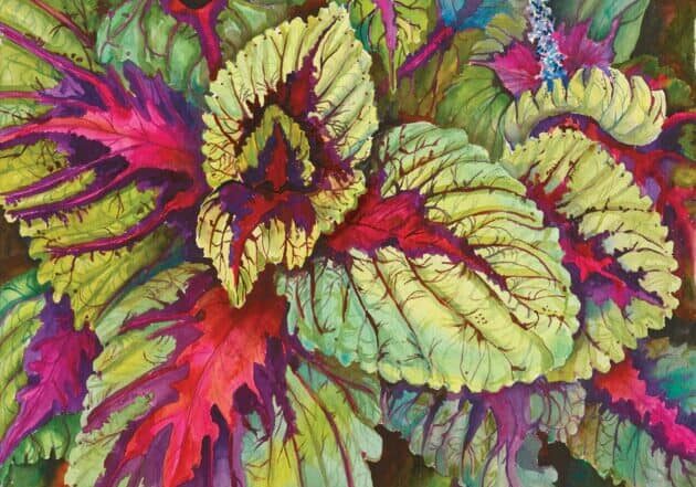 Coleus Joanne Porter