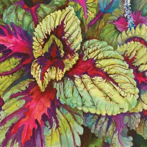 Coleus Joanne Porter